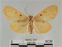 橙擬燈蛾藏品圖，第2張