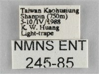 橙擬燈蛾藏品圖，第3張