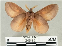 竹黃斜帶枯葉蛾藏品圖，第2張