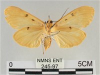 橙擬燈蛾藏品圖，第2張