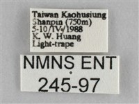 橙擬燈蛾藏品圖，第3張