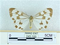 粉蝶燈蛾藏品圖，第1張