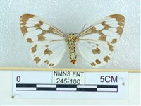 粉蝶燈蛾藏品圖，第2張