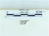 粉蝶燈蛾藏品圖，第3張