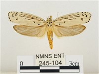 線紋篩蛾藏品圖，第1張