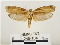 線紋篩蛾藏品圖，第2張