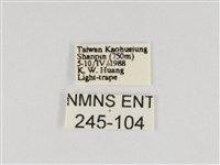 線紋篩蛾藏品圖，第3張