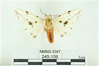 菊池污燈蛾藏品圖，第1張