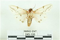 菊池污燈蛾藏品圖，第2張