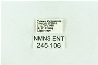 菊池污燈蛾藏品圖，第3張