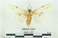 菊池污燈蛾藏品圖，第2張