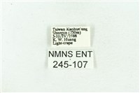 菊池污燈蛾藏品圖，第3張