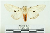 菊池污燈蛾藏品圖，第1張