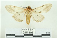 菊池污燈蛾藏品圖，第2張