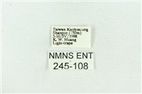 菊池污燈蛾藏品圖，第3張