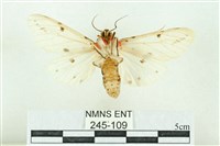 菊池污燈蛾藏品圖，第2張