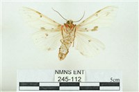 菊池污燈蛾藏品圖，第2張