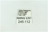 菊池污燈蛾藏品圖，第3張