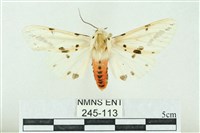 菊池污燈蛾藏品圖，第1張