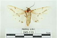 菊池污燈蛾藏品圖，第2張