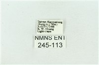 菊池污燈蛾藏品圖，第3張