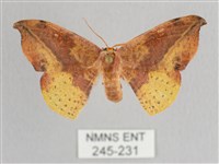 接骨木帶鉤蛾藏品圖，第1張