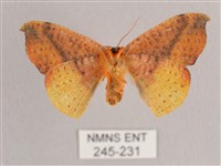 接骨木帶鉤蛾藏品圖，第2張