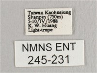 接骨木帶鉤蛾藏品圖，第3張