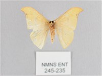 彎黑黃鉤蛾藏品圖，第2張