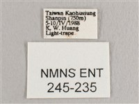 彎黑黃鉤蛾藏品圖，第3張