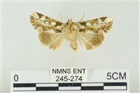 連珠波紋蛾藏品圖，第1張