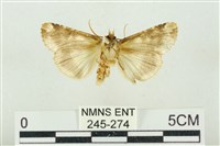 連珠波紋蛾藏品圖，第2張