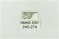 連珠波紋蛾藏品圖，第3張