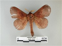 隱波紋枯葉蛾藏品圖，第1張