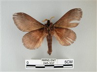 隱波紋枯葉蛾藏品圖，第2張