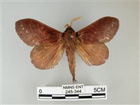 隱波紋枯葉蛾藏品圖，第1張