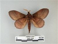 隱波紋枯葉蛾藏品圖，第2張