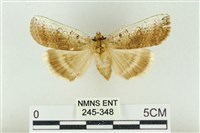 臺洒波紋蛾藏品圖，第1張