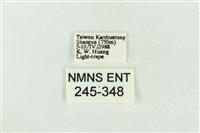 臺洒波紋蛾藏品圖，第3張