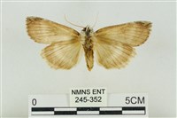 臺洒波紋蛾藏品圖，第2張