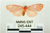 三色豔苔蛾藏品圖，第2張