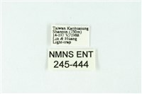 三色豔苔蛾藏品圖，第3張