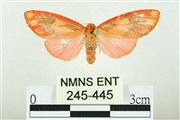 三色豔苔蛾藏品圖，第1張