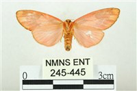 三色豔苔蛾藏品圖，第2張