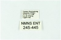 三色豔苔蛾藏品圖，第3張