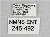 彎黑黃鉤蛾藏品圖，第3張