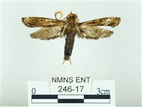 長腳大織蛾藏品圖，第1張