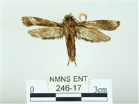 長腳大織蛾藏品圖，第2張