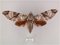 粗斜紋天蛾藏品圖，第1張