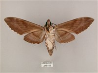 粗斜紋天蛾藏品圖，第2張